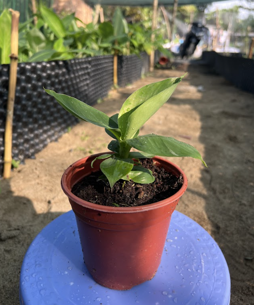 chuoi-lun-mini-trong-chau-thu-duc