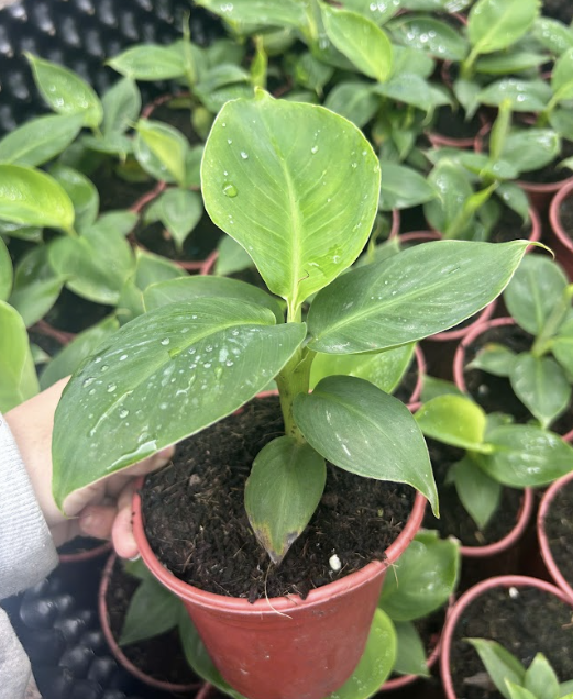 chuoi-lun-mini-trong-chau-thu-duc