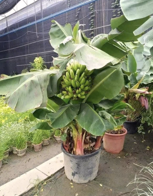 Đặc điểm của giống chuối lùn mini