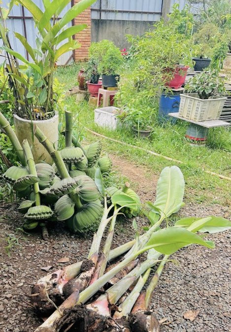 giong-chuoi-ban-tay-chuan-giong-hcm