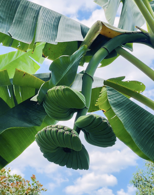 giong-chuoi-ban-tay-chuan-giong-hcm