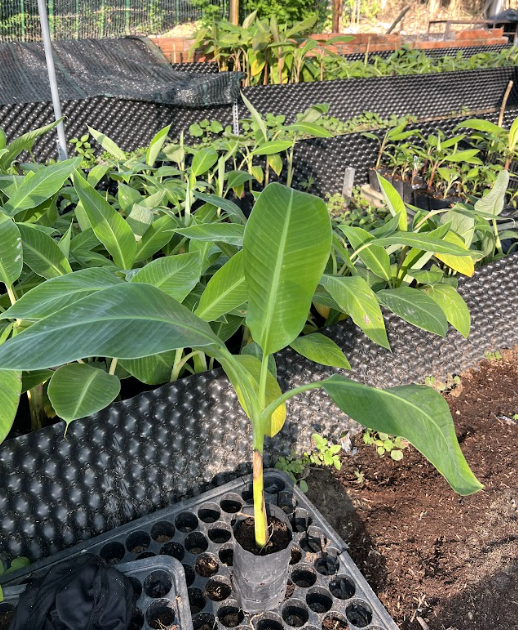 giong-chuoi-ban-tay-chuan-giong-hcm