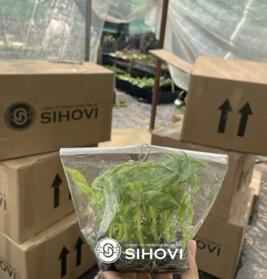 dich-vu-nuoi-cay-mo-cay-giong-thu-duc