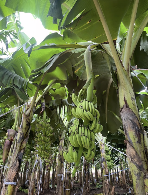 giong-chuoi-gia-nam-my-thu-duc