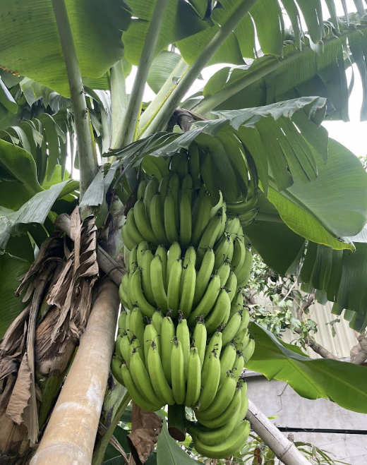 giong-chuoi-gia-nam-my-thu-duc