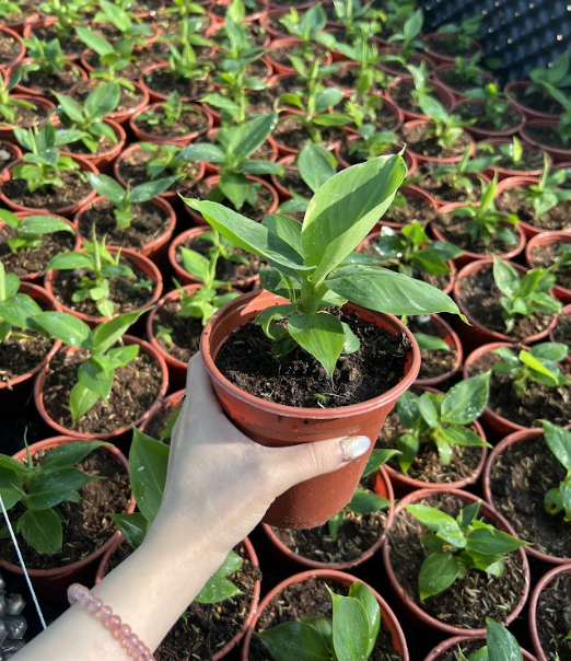 Chuẩn bị chậu và đất trồng