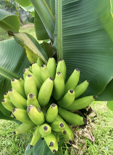 Trồng chuối lùn mini trong chậu