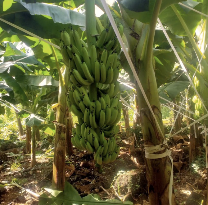 Đặc điểm của giống chuối già Nam Mỹ