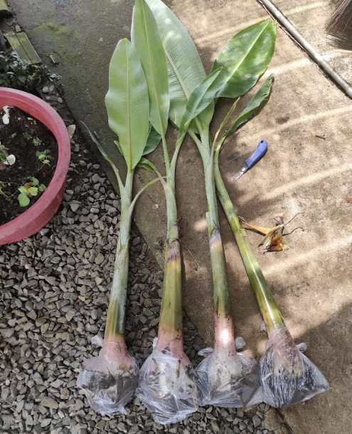 Phương pháp tách chồi truyền thống