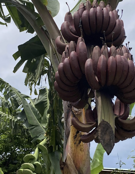 mua-chuoi-do-dacca-cay-mo-giao-hang-toan-quoc