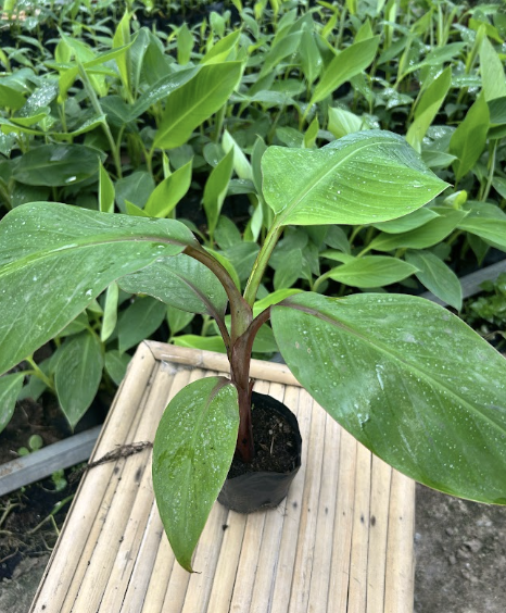 chuoi-do-dacca-trong-o-viet-nam