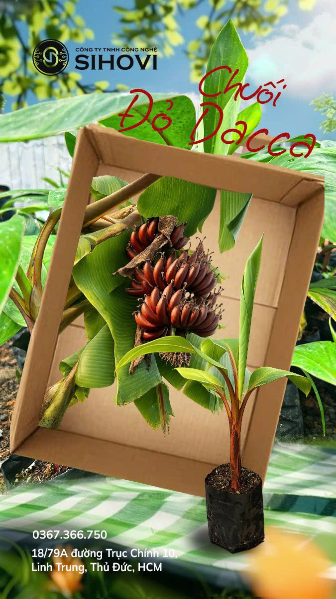 chuoi-do-dacca-doc-la-ban-toan-quoc