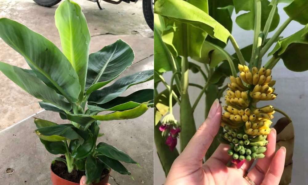 Trồng chuối lùn mini trong chậu