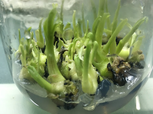 giong-chuoi-ban-tay-cau-nguyen-cay-mo