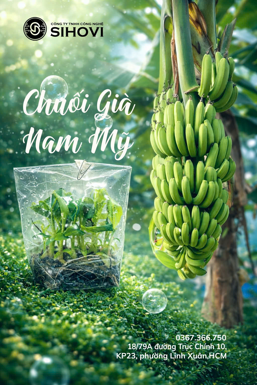 giong-chuoi-gia-nam-my-cay-mo-toan-quoc