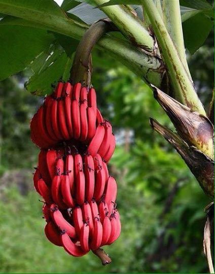 chuoi-do-dacca-doc-la-ban-toan-quoc
