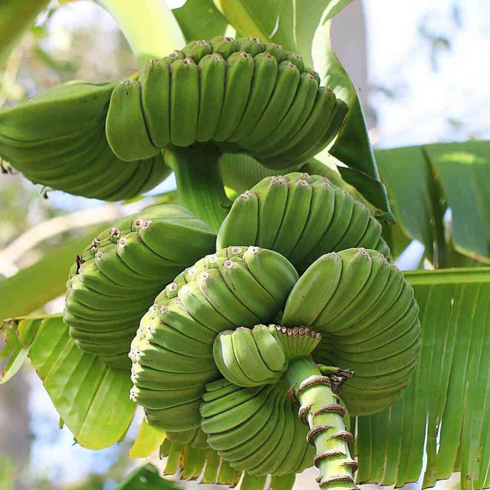 mua-giong-chuoi-ban-tay-cau-nguyen-thu-duc