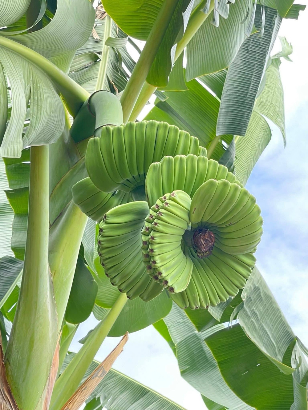 giong-chuoi-ban-tay-chuan-giong-hcm