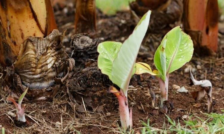 Phương pháp tách chồi truyền thống