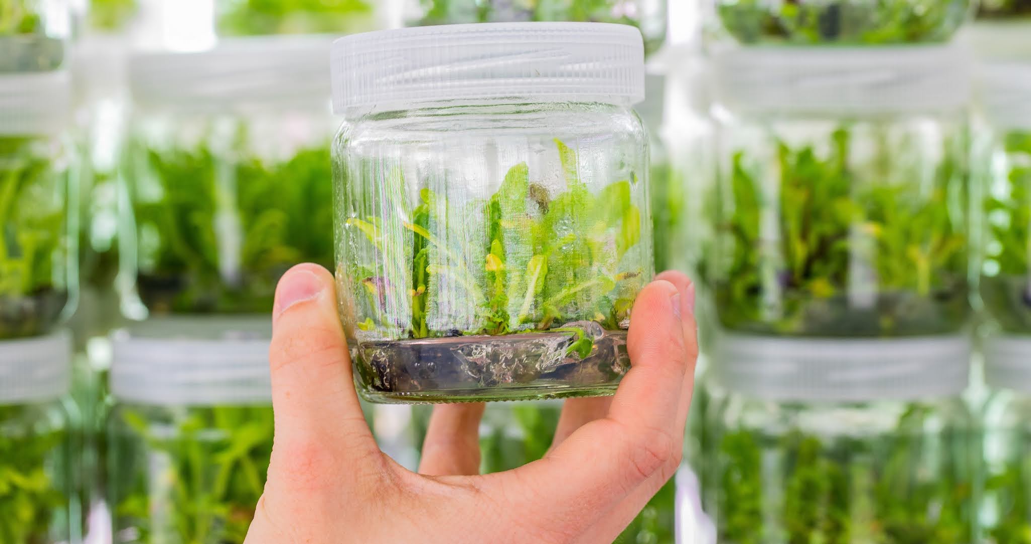 workshop-nuoi-cay-mo-thuc-vat-hcm