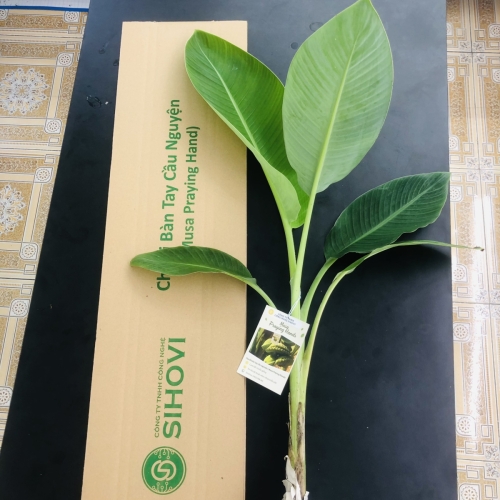 dich-vu-nuoi-cay-mo-cay-giong-thu-duc