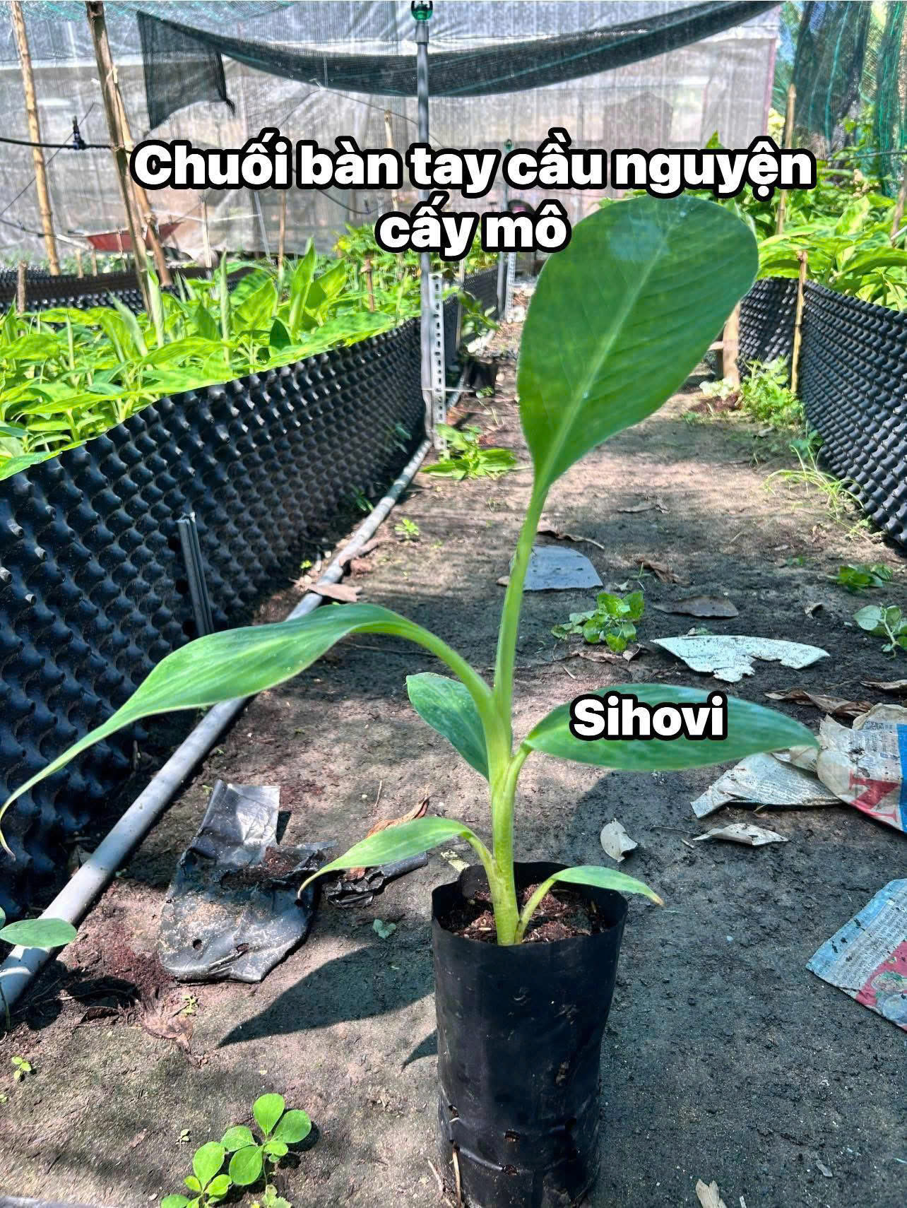 giong-chuoi-ban-tay-cau-nguyen-cay-mo