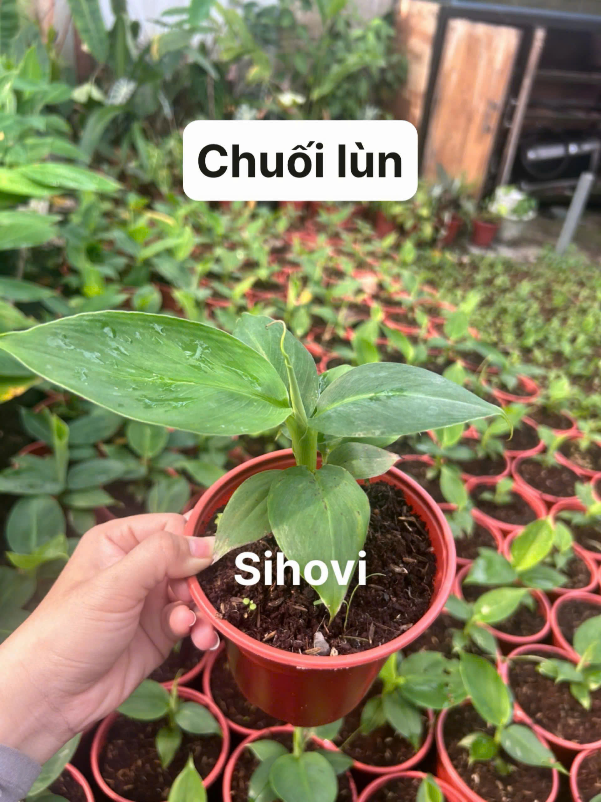 giong-chuoi-lun-mini-cay-mo